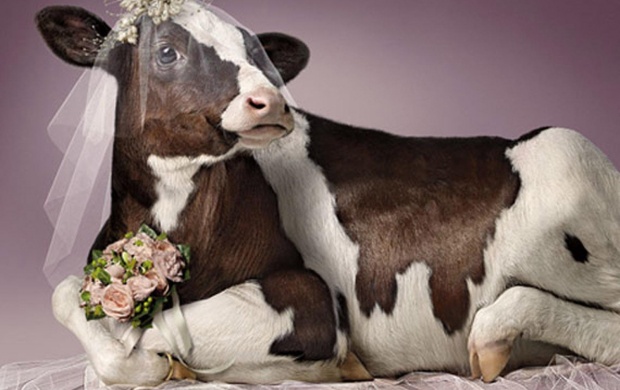 Cow Wedding