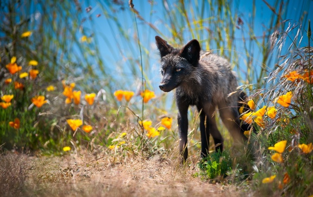Cross Fox In Grass With Flowers