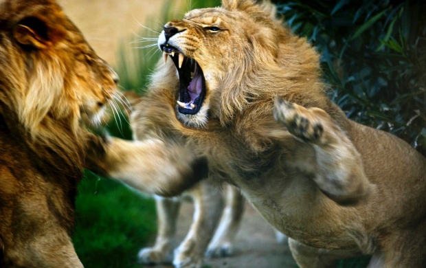 Cruel Lions wallpapers