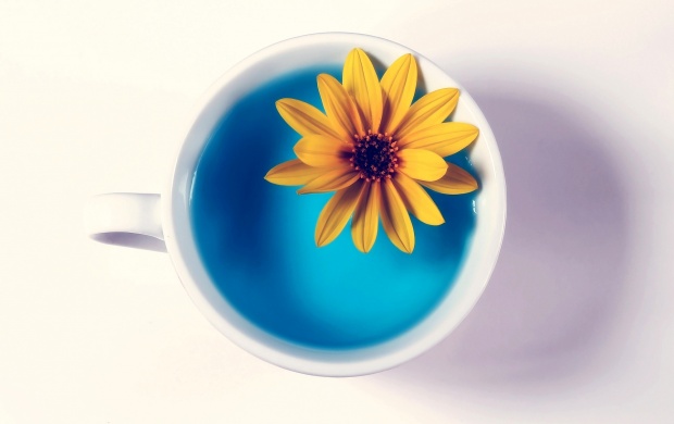Cup And Flower White Background