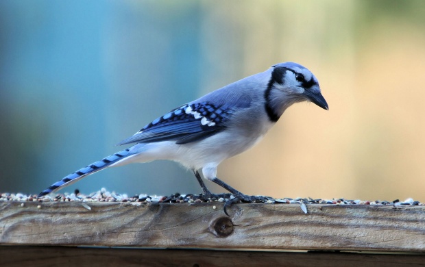 Cute Blue Jay Bird