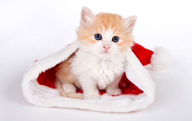 Cute Cat In Santa Hat
