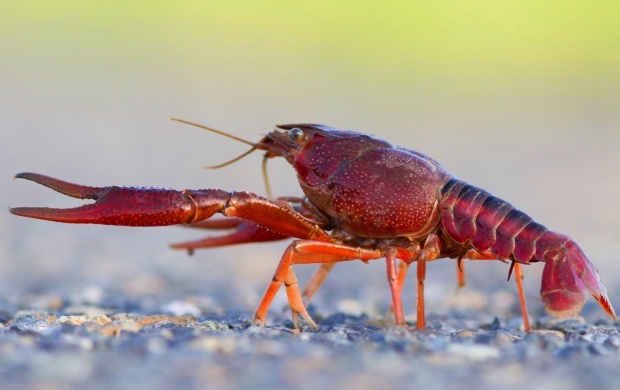 Cute Crayfish