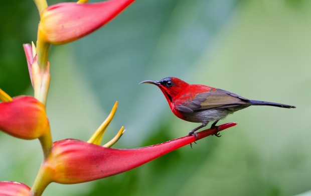 Cute Crimson Sunbird