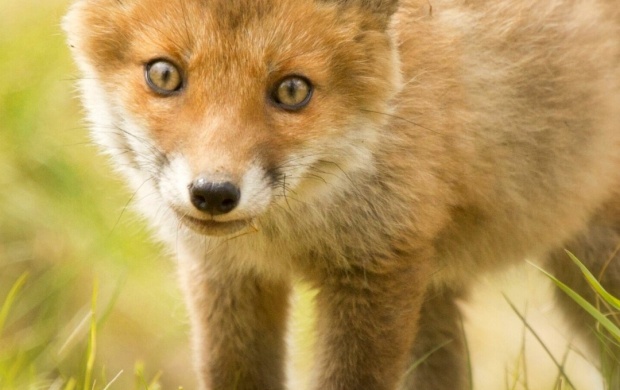 Cute Fox Cub