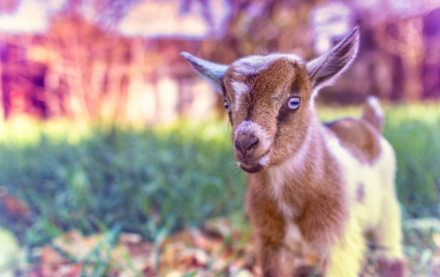 Cute Goat Baby
