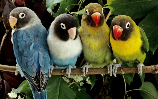 Cute Little Colorful Parrots
