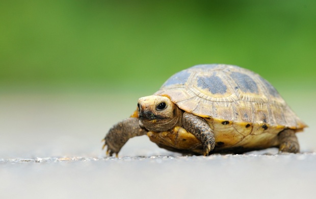 Cute Little Turtle