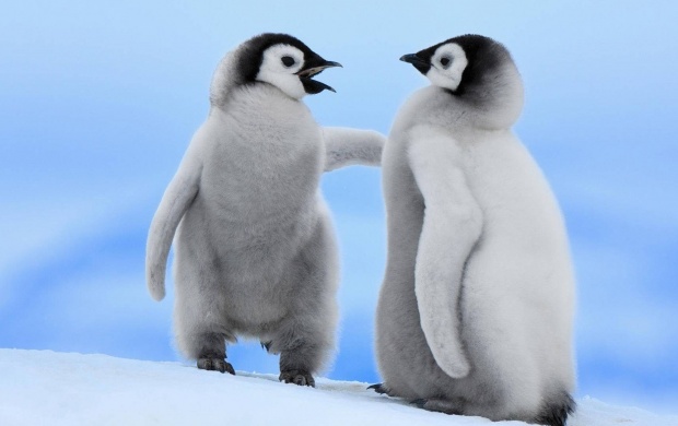 Cute Penguins In Snow