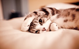 cute_sleeping_kitten-t2.jpg