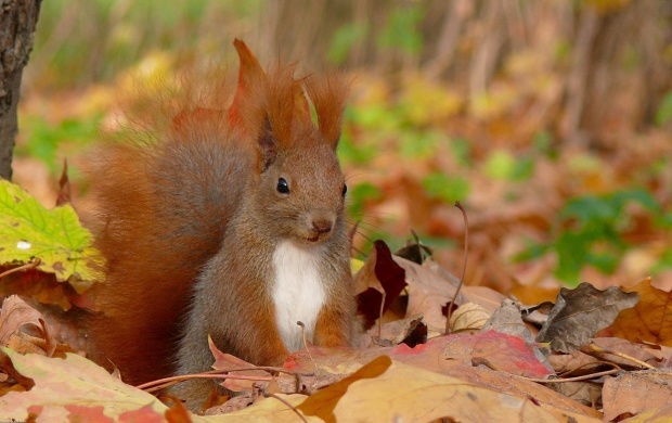 Cute Squirrel With Leaves