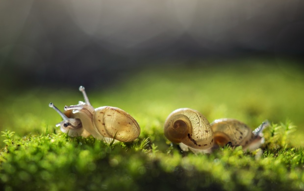 Cute Three Snail And Nature Background