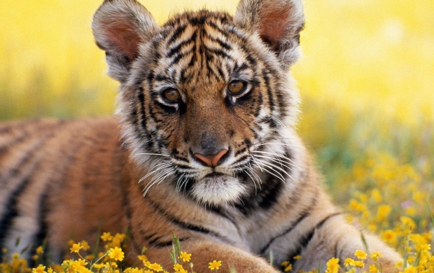 Cute Tiger Cub Posing