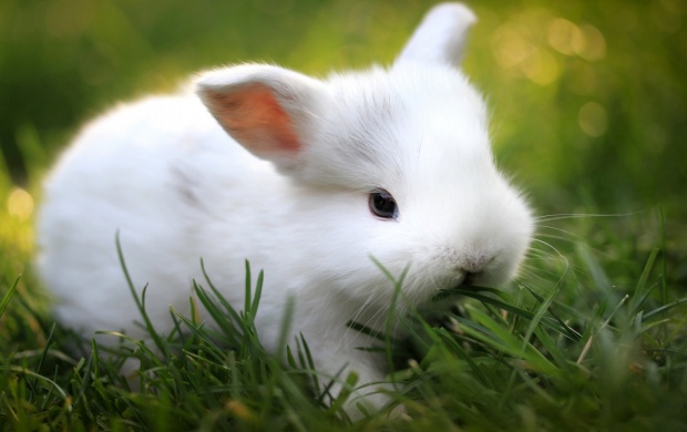 Cute White Baby Rabbit
