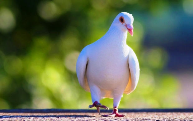 Cute White Pigeon