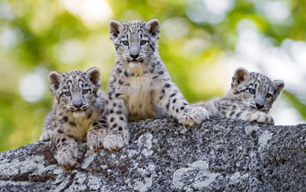 Cuties Snow Leopard