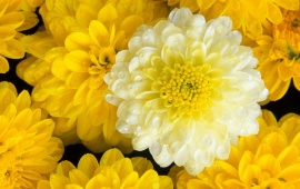 Dahlia Flower (click to view)