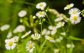 Daisies Flowers And Grass (click to view)