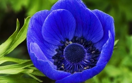 Dark Blue Flower (click to view)