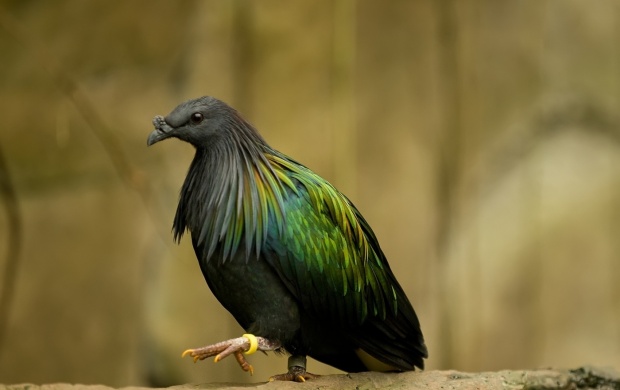 Dark Green Bird