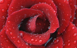 Dark Red Rose In Water (click to view)