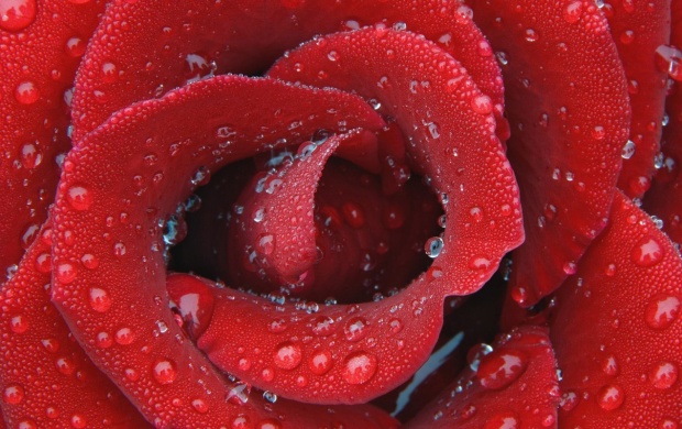 Dark Red Rose In Water