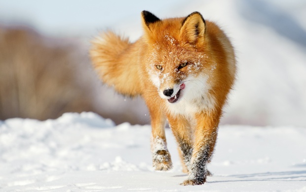 Dashing Winter Fox