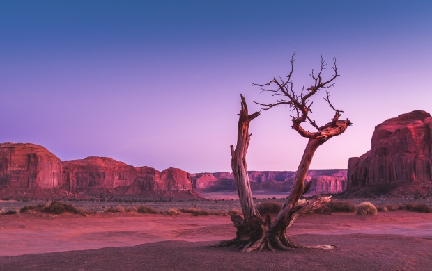 Dead Desert Tree