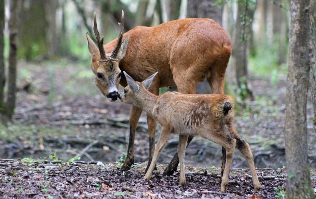 Deer And Baby Tenderness