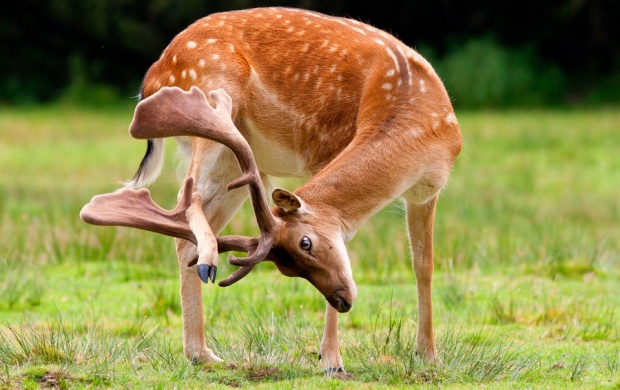 Deer Scratching Head Itch