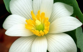 Delicate Bloodroot (click to view)