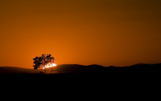 Desert Sunset Tree