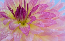 Dew Covered Dahlia (click to view)