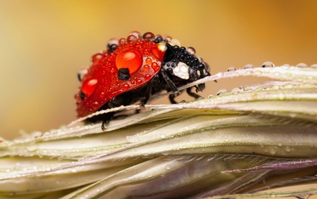 Dew Drops On Ladybug