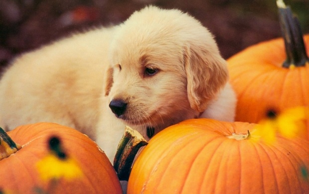 Dog And Pumpkin