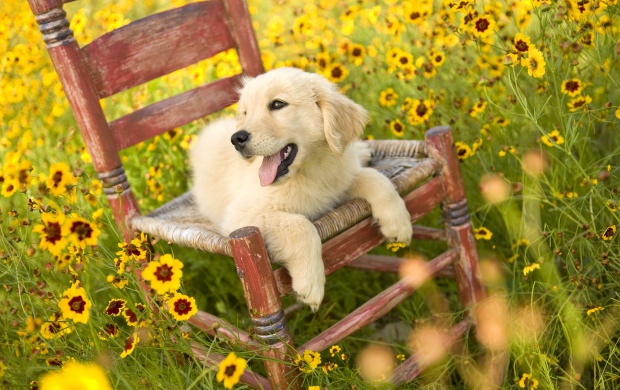Dog And Yellow Flowers