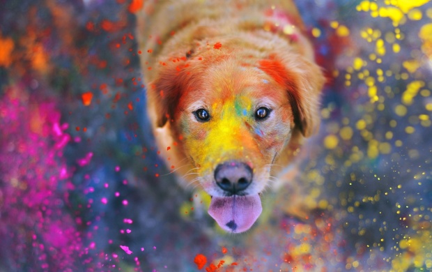Dog Explosion Of Colors