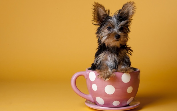 Dog In Tea Cup