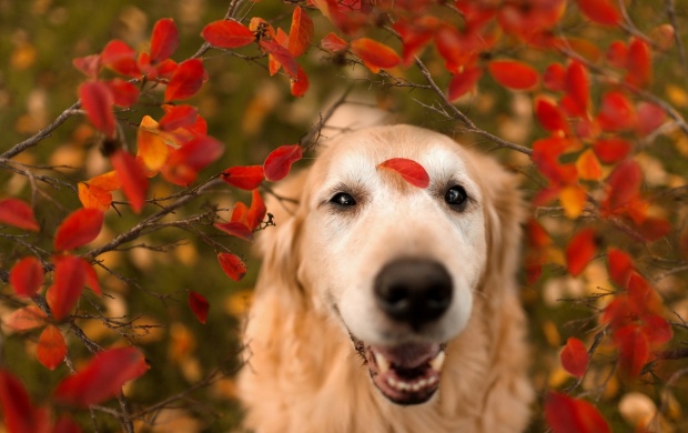 Dog Look Red Leaves