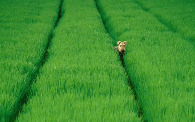 Dog On Green Field