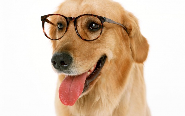 Dog with Reading Glasses