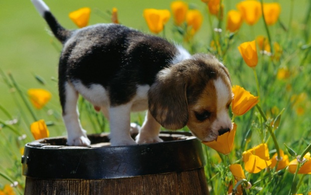 Doggy With Flowers