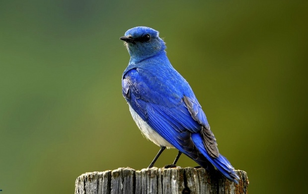 Dry Blue Bird