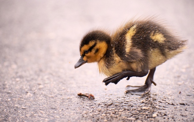 Duckling And Rain