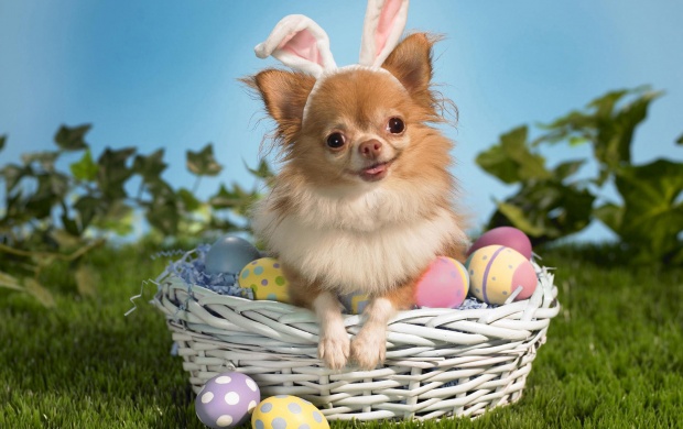 Easter Day Dog