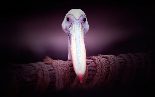 Egret Bird Beak