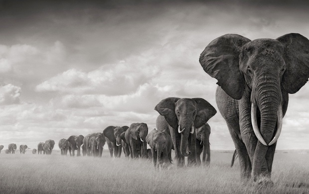 Elephants Amboseli