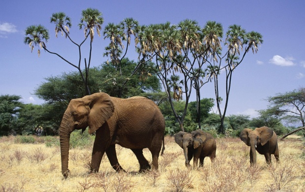 Elephants And Cubs