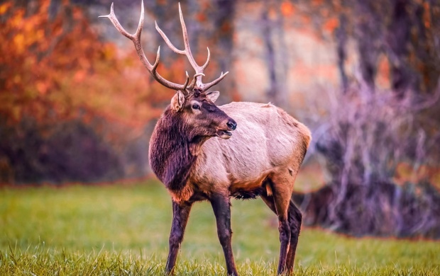 Elk Beautiful Antlers
