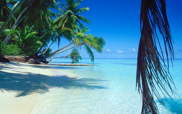 Exotic Beach on Tropical Island